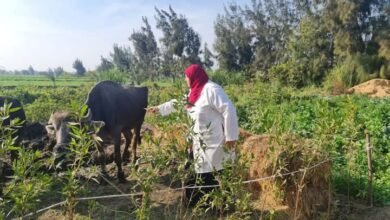  بيطرى الشرقية يُحصن (٦٥٢ ألف و ١٦٨) رأس ماشية ضد مرض الحمى القلاعية و حمى الوادي المتصدع