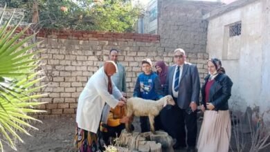 محافظ الدقهلية: تحصين وكشف وعلاج أكثر من 13ألف رأس ماشية وطيور