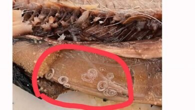 كيف تميّز فساد الفسيخ والرنجة.. 9 علامات لا تغفلها