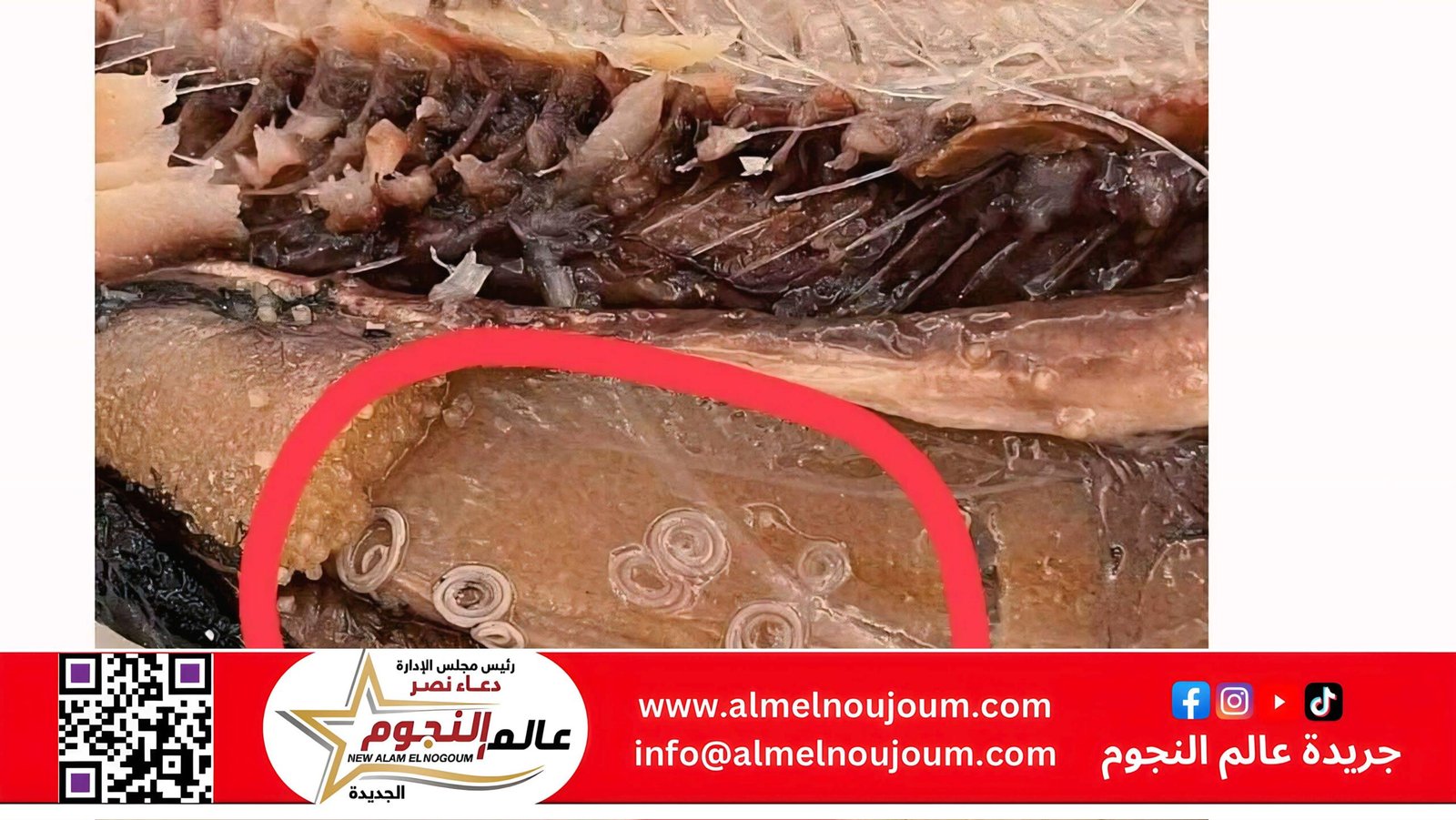 كيف تميّز فساد الفسيخ والرنجة.. 9 علامات لا تغفلها