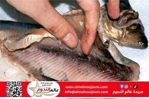 كيف تميّز فساد الفسيخ والرنجة.. 9 علامات لا تغفلها 3 كيف تميّز فساد الفسيخ والرنجة.. 9 علامات لا تغفلها