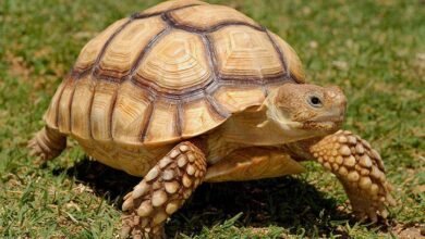 دليل شامل لتربية السلاحف في المنزل: نصائح وأساليب للعناية