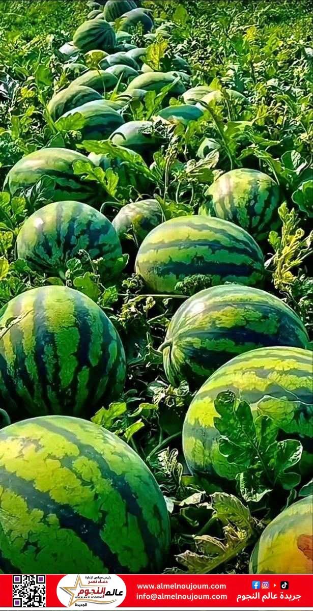 أسعار الفاكهة بالأسواق اليوم الأحد 13 أبريل 2025