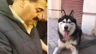 إخلاء سبيل طبيب بيطري في واقعة مقتل كلب “هاسكي” بعد إصابته لثلاثة أطفال