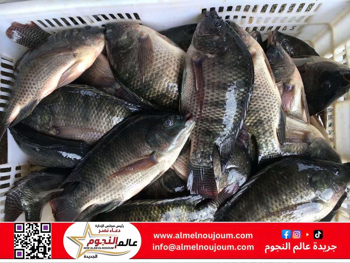 سعر السمك والجمبري بالأسواق اليوم الأحد 13 أبريل 2025