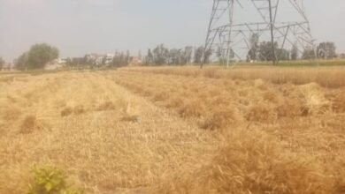 المواقع التخزينية تستقبل ٢٥٩٥٥٨ طن و ٦٠٣ كيلو جرام من الذهب الأصفر بنطاق محافظة الشرقية  