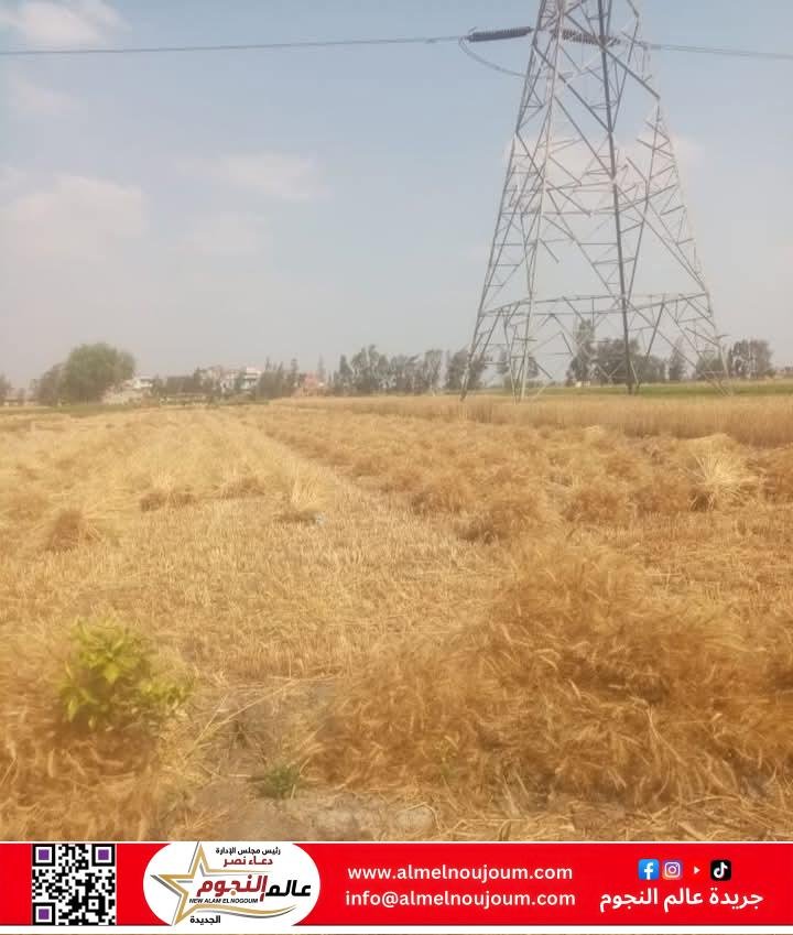 المواقع التخزينية تستقبل ٢٥٩٥٥٨ طن و ٦٠٣ كيلو جرام من الذهب الأصفر بنطاق محافظة الشرقية  