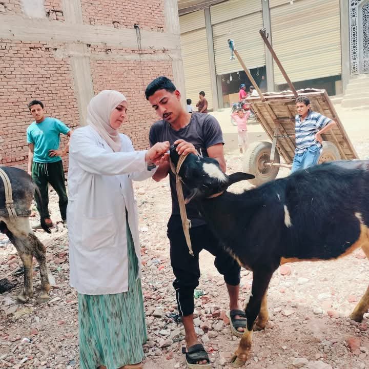 بيطرى الشرقية يُنظم قافلة طبية بيطرية توعوية وقائية مجانية بقرية ميت حمل التابعة لمركز و مدينة بلبيس 