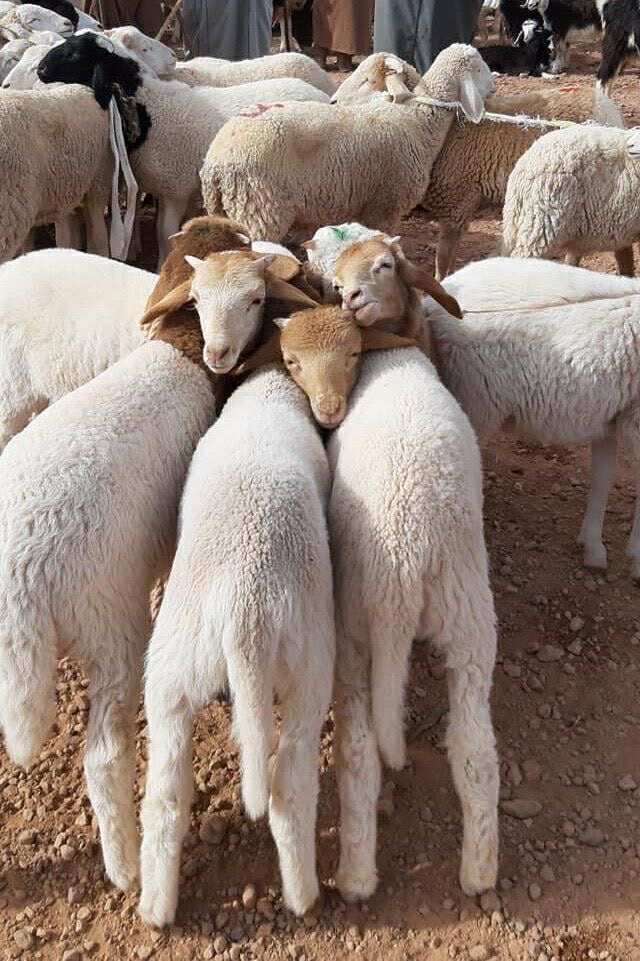 استقرار في أسعار الأضاحي بسوق منوف مع اقتراب عيد الأضحى.. وإقبال متزايد من المواطنين 4 استقرار في أسعار الأضاحي بسوق منوف مع اقتراب عيد الأضحى.. وإقبال متزايد من المواطنين