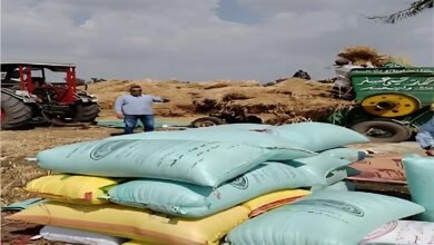 الشرقية تورد أكثر من 233 ألف طن قمح منذ بدء الموسم وسط متابعة يومية