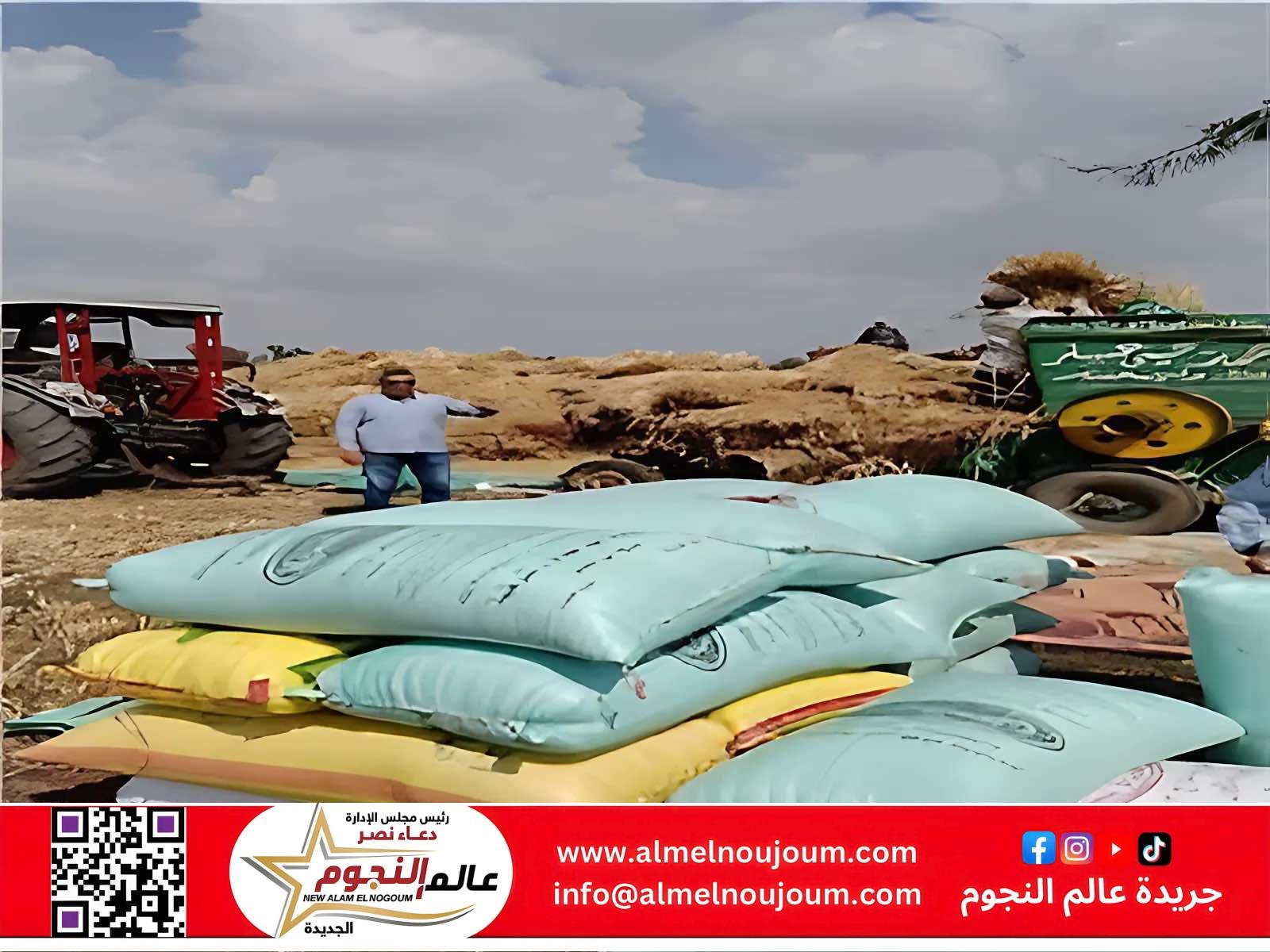 الشرقية تورد أكثر من 233 ألف طن قمح منذ بدء الموسم وسط متابعة يومية