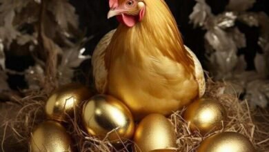 انخفاض أسعار الفراخ اليوم الاثنين 19 مايو 2025.. واستقرار في أسعار البيض