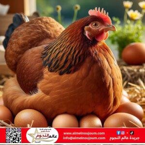 اتحاد منتجي الدواجن: انخفاض أسعار الفراخ والبيض نتيجة استقرار الإنتاج