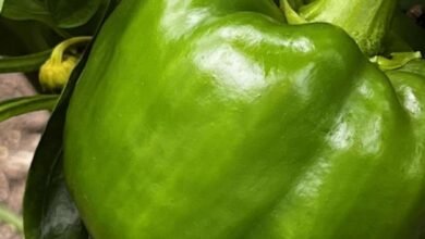 الفلفل الأخضر: كنز غذائي في مطبخك لا يُقدّر بثمن