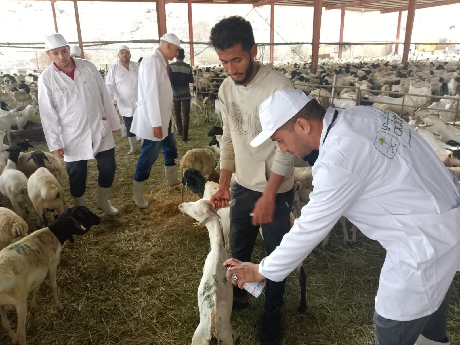 وزير الزراعة يتابع أعمال البعثة البيطرية المصرية للإشراف على الهدي والأضاحي بالمملكة العربية السعودية 3 وزير الزراعة يتابع أعمال البعثة البيطرية المصرية للإشراف على الهدي والأضاحي بالمملكة العربية السعودية