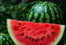 رجيم البطيخ: نتائج مذهلة في وقت قياسي