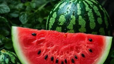 رجيم البطيخ: نتائج مذهلة في وقت قياسي