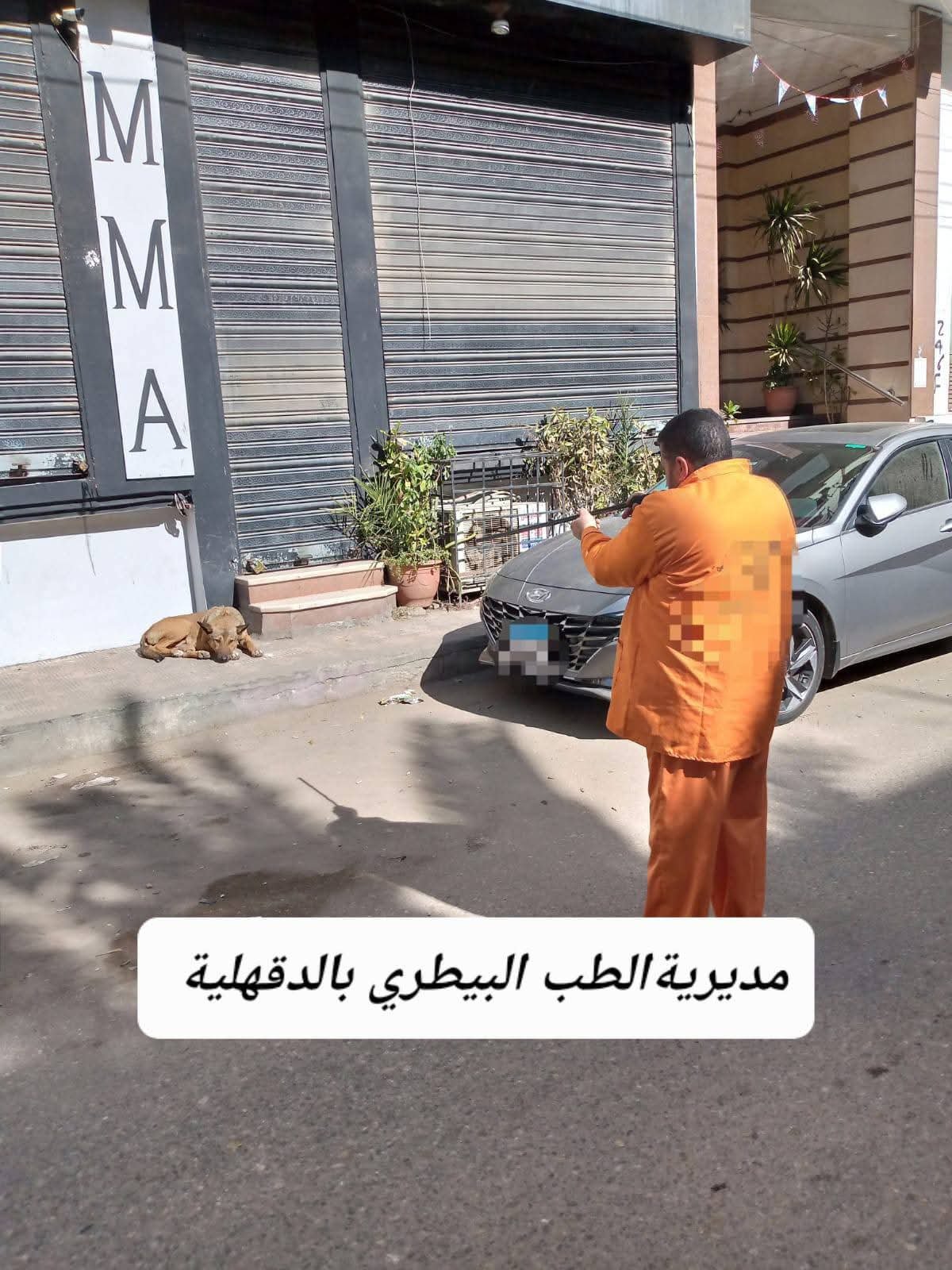 محافظ الدقهلية يتابع حملات مديرية الطب البيطري لتحصين الكلاب الحرة ضد مرض السعار