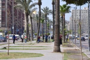 زراعة 9460 شجرة جديدة بالإسكندرية ضمن مبادرة 100 مليون شجرة