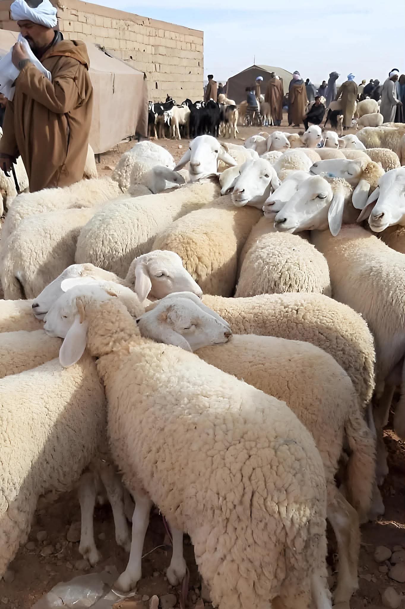 أحكام الأضحية 2026.. الشروط الشرعية ووقت الذبح والأخطاء التي يجب تجنبها في عيد الأضحى 3 أحكام الأضحية 2026.. الشروط الشرعية ووقت الذبح والأخطاء التي يجب تجنبها في عيد الأضحى