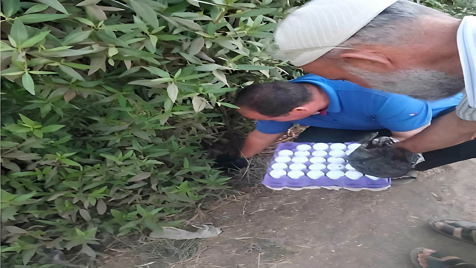 حملة «البيض المسموم» لمطاردة الثعابين في المنوفية.. هل تنجح الطريقة أم تزيد المخاطر؟