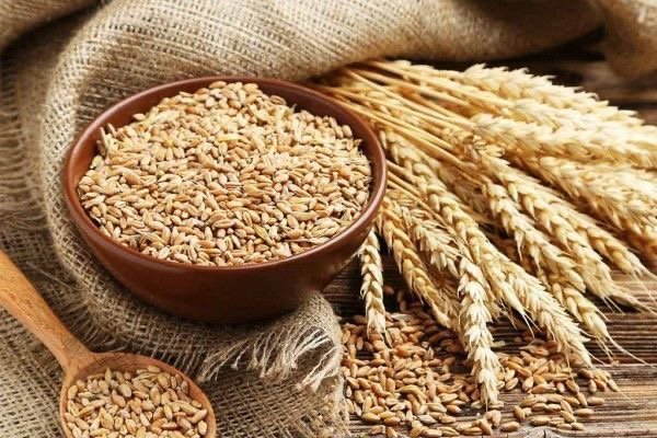 إنتاج القمح في مصر يتصدر عربيًا بـ10.2 ملايين طن خلال 2026 3 إنتاج القمح في مصر يتصدر عربيًا بـ10.2 ملايين طن خلال 2026